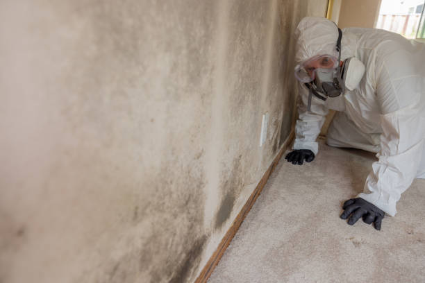 Professional Mold Inspection in Middleville, MI